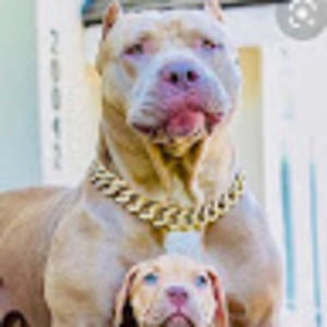 Meet your Posher, Alfred